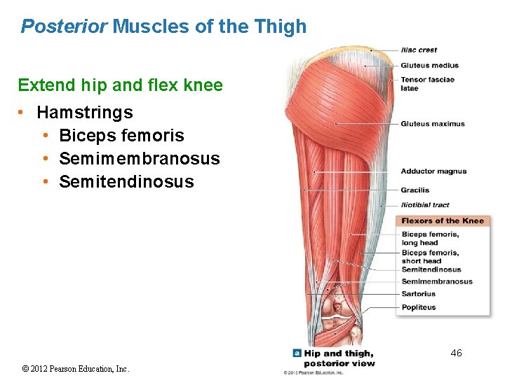 Posterior Muscles of the Thigh Extend hip and flex knee • Hamstrings • Biceps