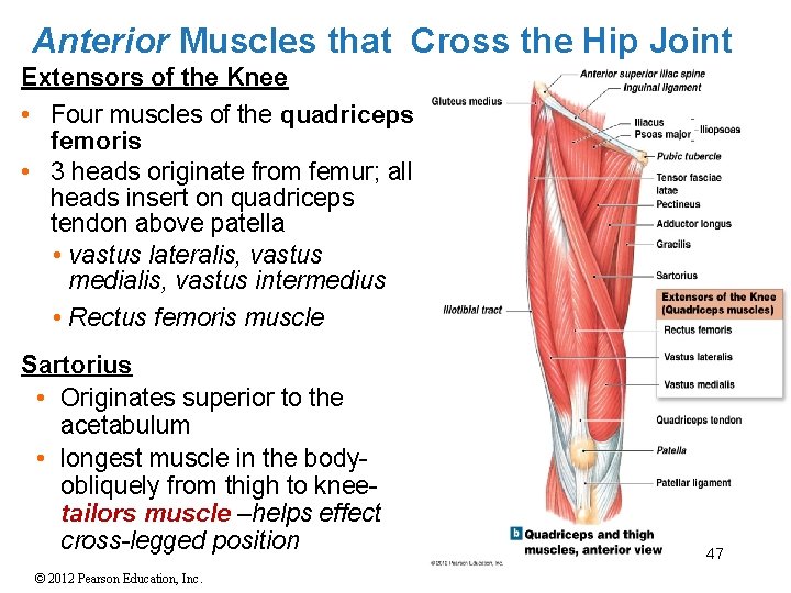 Anterior Muscles that Cross the Hip Joint Extensors of the Knee • Four muscles