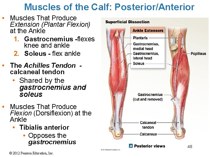 Muscles of the Calf: Posterior/Anterior • Muscles That Produce Extension (Plantar Flexion) at the