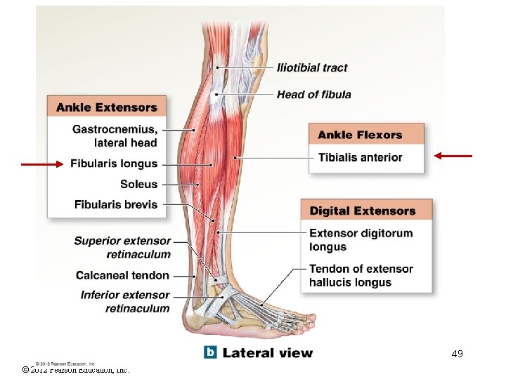 49 © 2012 Pearson Education, Inc. 