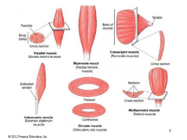 5 © 2012 Pearson Education, Inc. 