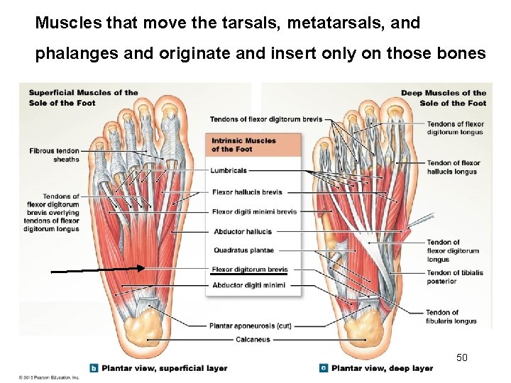 Muscles that move the tarsals, metatarsals, and phalanges and originate and insert only on