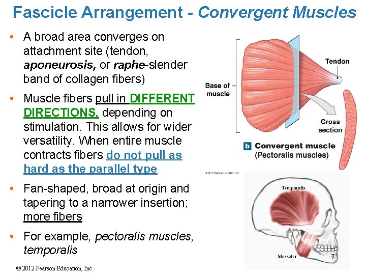 Fascicle Arrangement - Convergent Muscles • A broad area converges on attachment site (tendon,