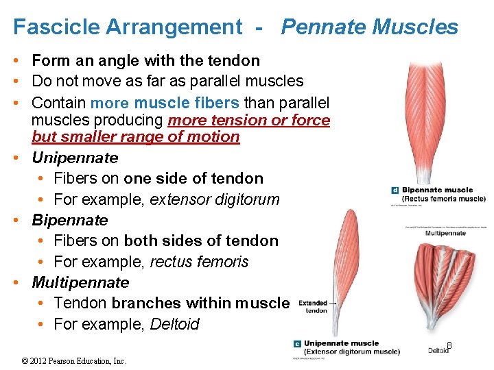 Fascicle Arrangement - Pennate Muscles • Form an angle with the tendon • Do