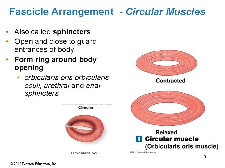 Fascicle Arrangement - Circular Muscles • Also called sphincters • Open and close to