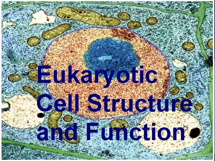 Eukaryotic Cell Structure and Function 