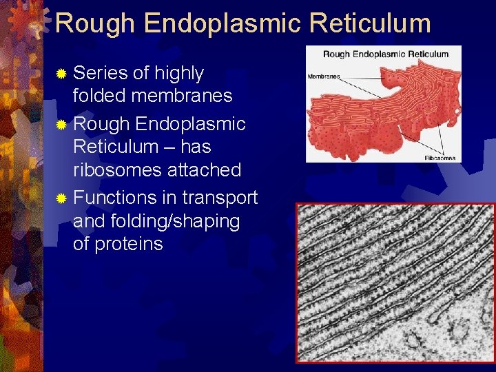 Rough Endoplasmic Reticulum ® Series of highly folded membranes ® Rough Endoplasmic Reticulum –