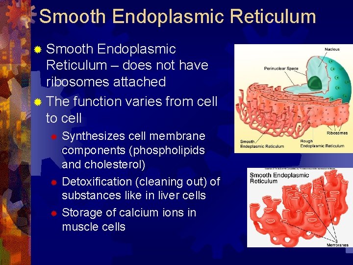 Smooth Endoplasmic Reticulum ® Smooth Endoplasmic Reticulum – does not have ribosomes attached ®