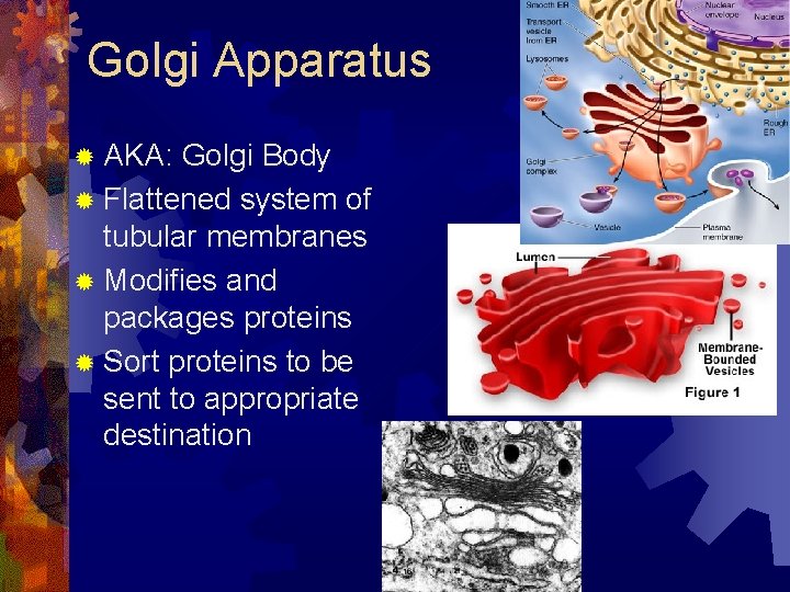 Golgi Apparatus ® AKA: Golgi Body ® Flattened system of tubular membranes ® Modifies