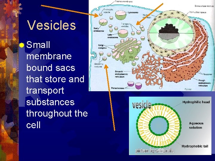 Vesicles ® Small membrane bound sacs that store and transport substances throughout the cell
