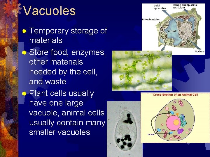 Vacuoles ® Temporary storage of materials ® Store food, enzymes, other materials needed by