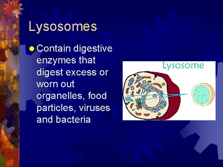 Lysosomes ® Contain digestive enzymes that digest excess or worn out organelles, food particles,