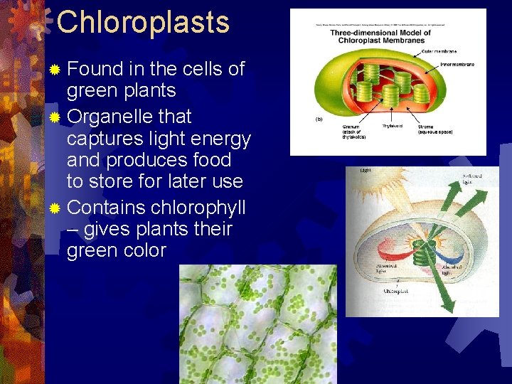 Chloroplasts ® Found in the cells of green plants ® Organelle that captures light