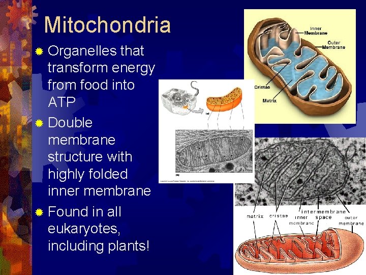 Mitochondria ® Organelles that transform energy from food into ATP ® Double membrane structure