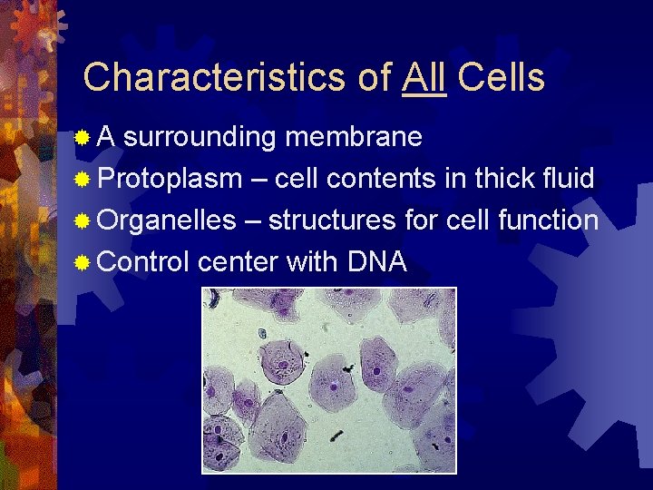 Characteristics of All Cells ®A surrounding membrane ® Protoplasm – cell contents in thick