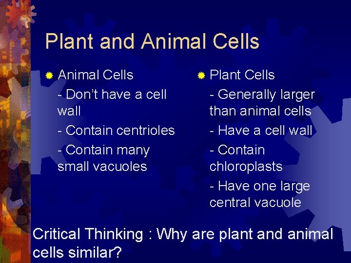 Plant and Animal Cells ® Animal Cells - Don’t have a cell wall -