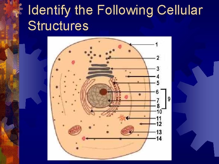 Identify the Following Cellular Structures 