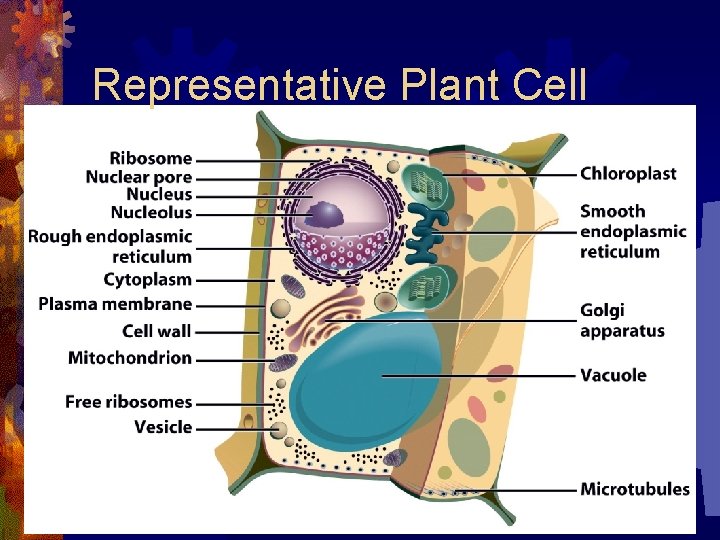 Representative Plant Cell 