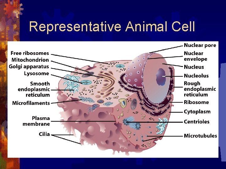 Representative Animal Cell 