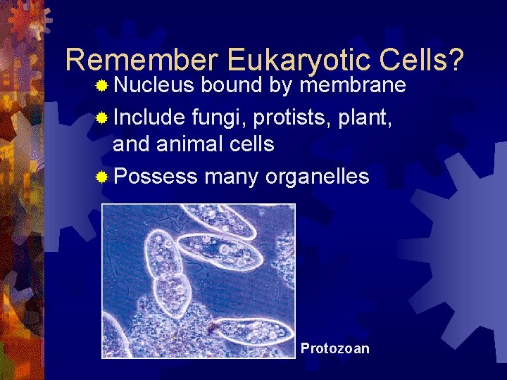 Remember Eukaryotic Cells? ® Nucleus bound by membrane ® Include fungi, protists, plant, and