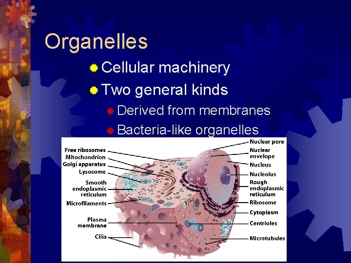 Organelles ® Cellular machinery ® Two general kinds ® Derived from membranes ® Bacteria-like