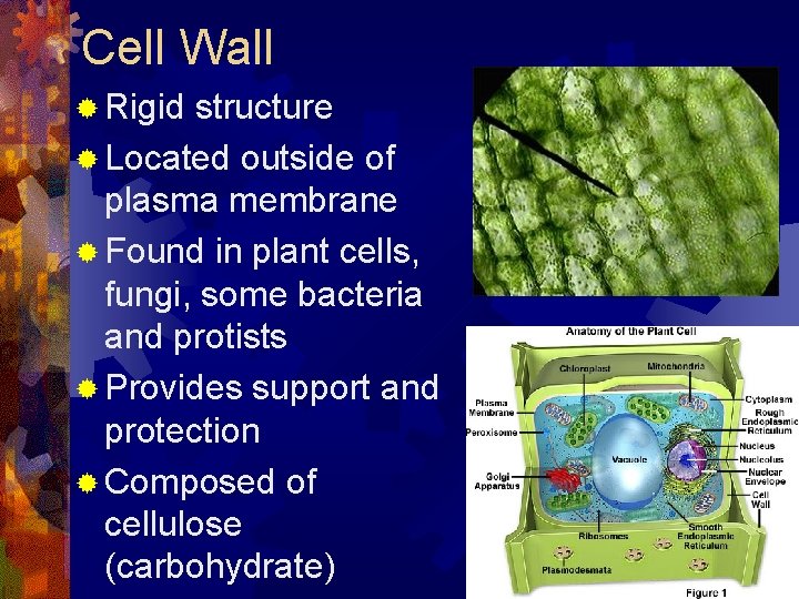 Cell Wall ® Rigid structure ® Located outside of plasma membrane ® Found in