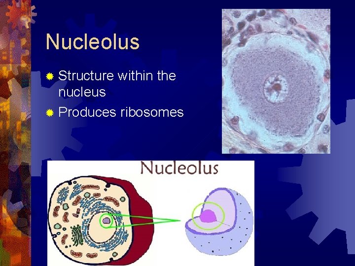 Nucleolus ® Structure within the nucleus ® Produces ribosomes 