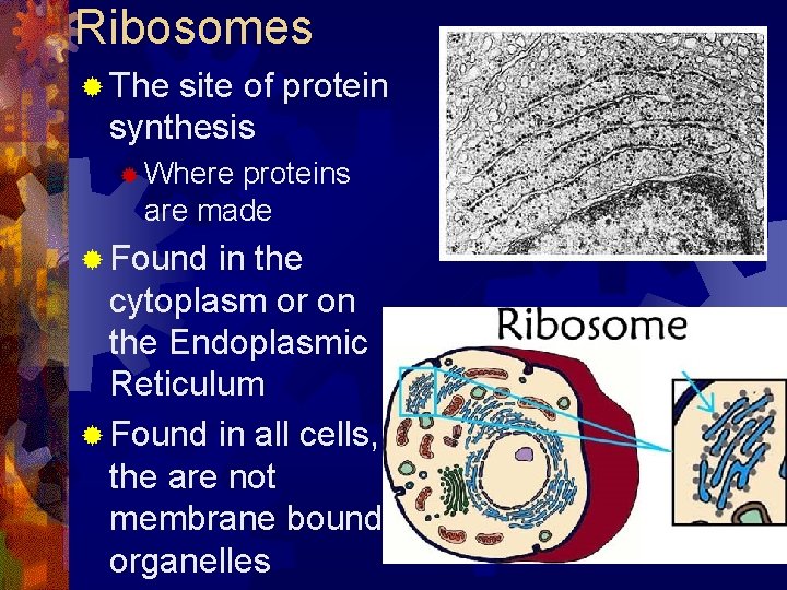 Ribosomes ® The site of protein synthesis ® Where proteins are made ® Found