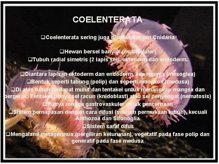 COELENTERATA q. Coelenterata sering juga disebut dengan Cnidaria q. Hewan bersel banyak (multiseluler) q.