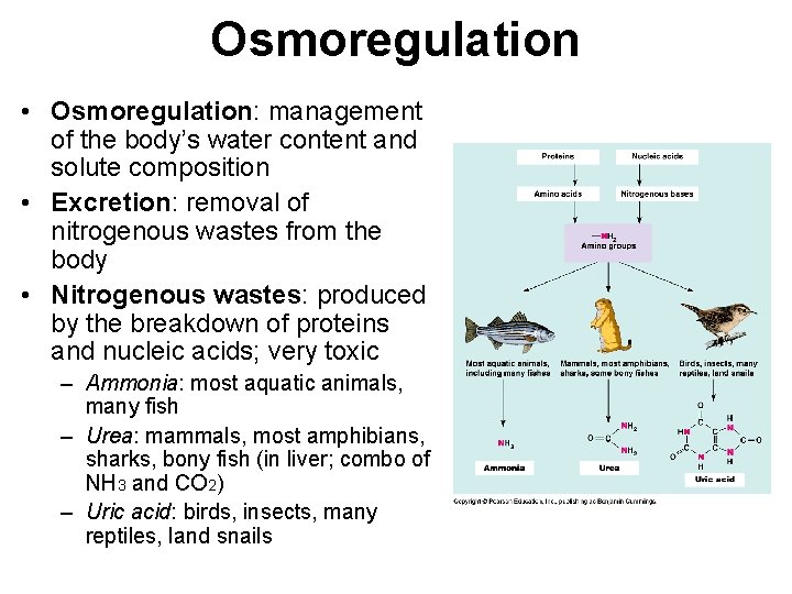 Osmoregulation • Osmoregulation: management of the body’s water content and solute composition • Excretion:
