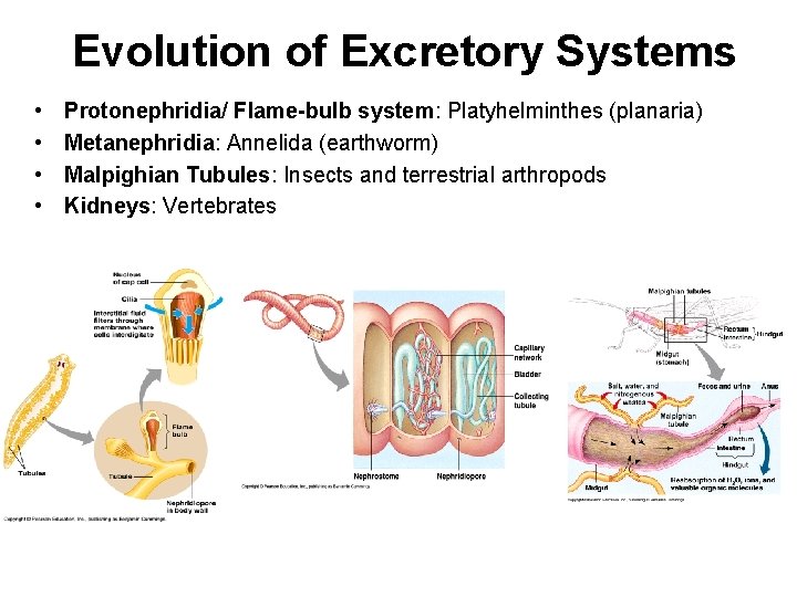 Evolution of Excretory Systems • • Protonephridia/ Flame-bulb system: Platyhelminthes (planaria) Metanephridia: Annelida (earthworm)