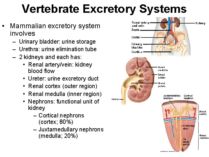 Vertebrate Excretory Systems • Mammalian excretory system involves – Urinary bladder: urine storage –