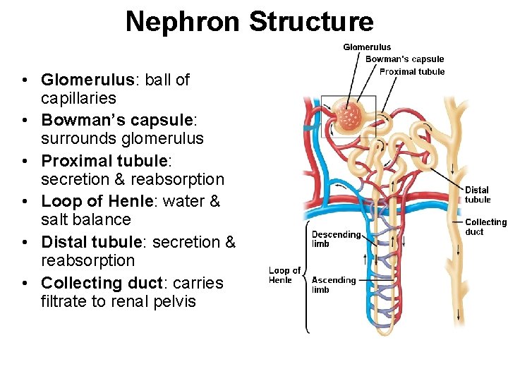 Nephron Structure • Glomerulus: ball of capillaries • Bowman’s capsule: surrounds glomerulus • Proximal