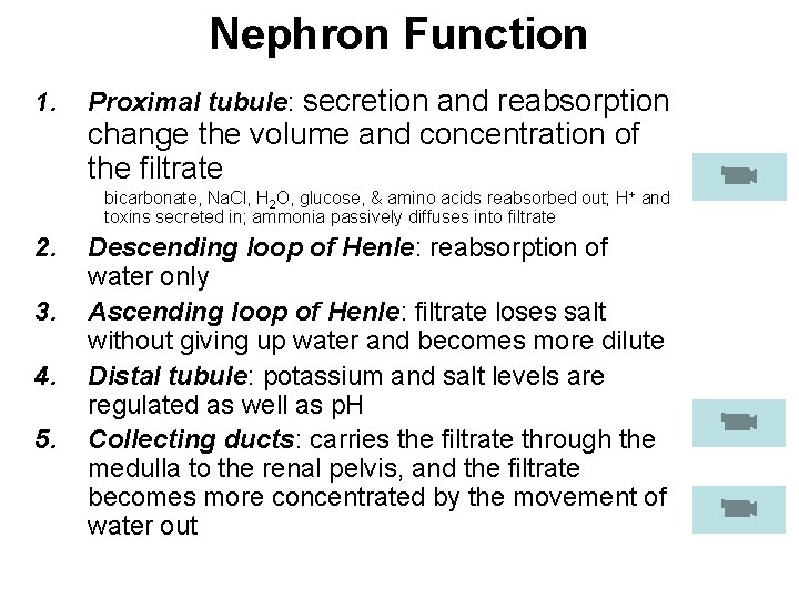 Nephron Function 1. Proximal tubule: secretion and reabsorption change the volume and concentration of