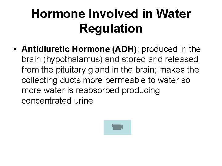 Hormone Involved in Water Regulation • Antidiuretic Hormone (ADH): produced in the brain (hypothalamus)