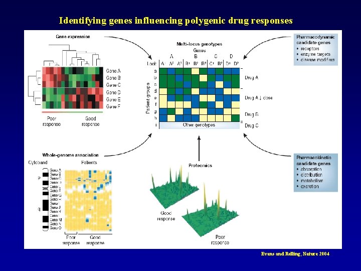 Identifying genes influencing polygenic drug responses Evans and Relling, Nature 2004 