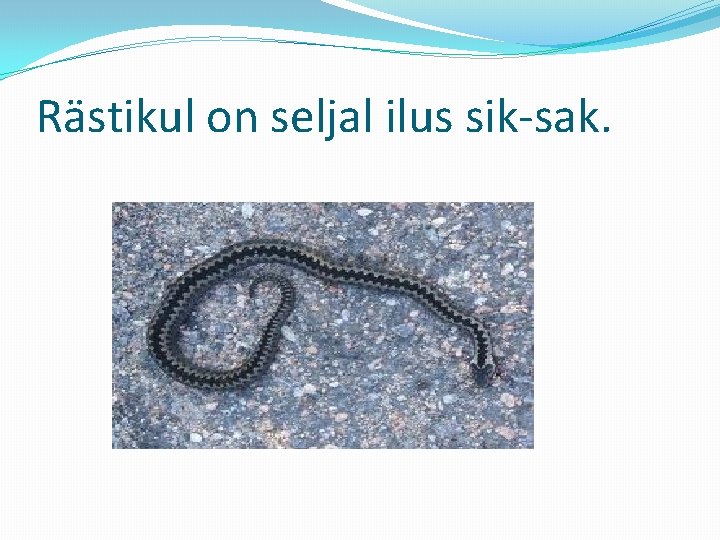 Rästikul on seljal ilus sik-sak. 