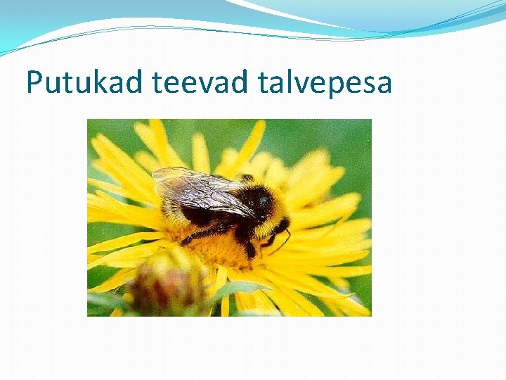 Putukad teevad talvepesa 