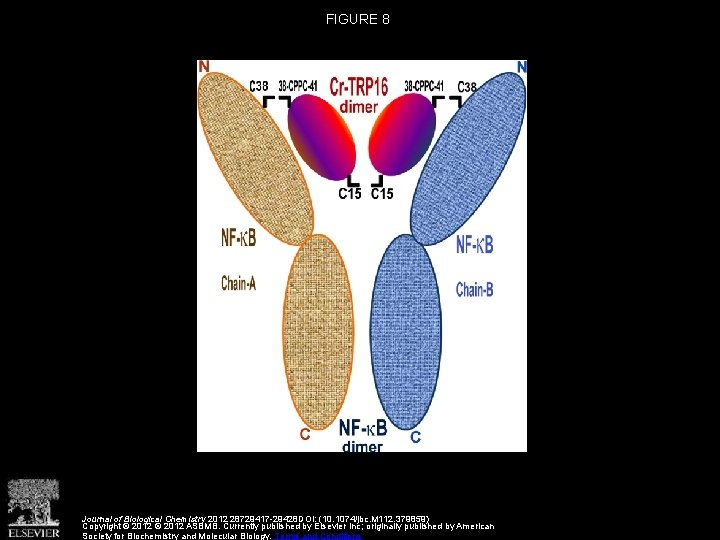 FIGURE 8 Journal of Biological Chemistry 2012 28729417 -29428 DOI: (10. 1074/jbc. M 112.