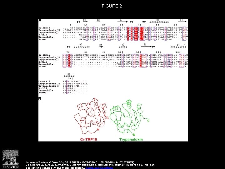 FIGURE 2 Journal of Biological Chemistry 2012 28729417 -29428 DOI: (10. 1074/jbc. M 112.