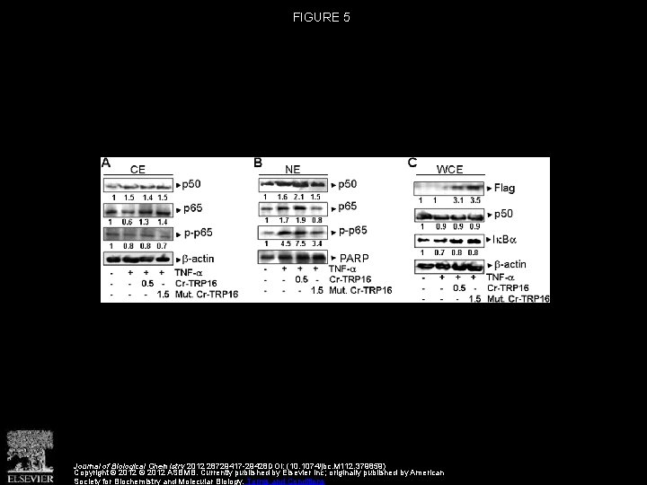 FIGURE 5 Journal of Biological Chemistry 2012 28729417 -29428 DOI: (10. 1074/jbc. M 112.