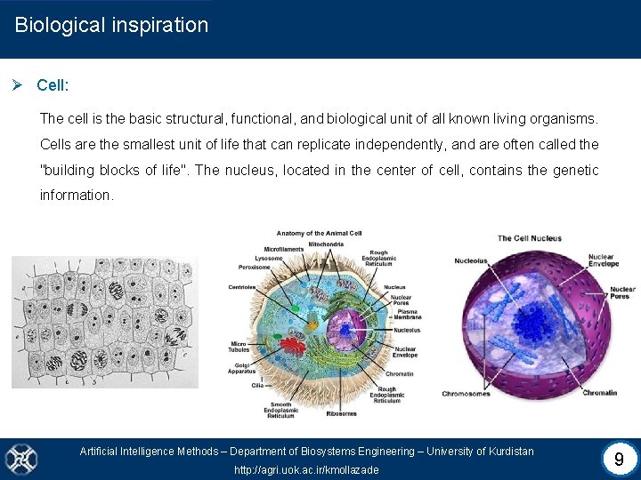 Biological inspiration Ø Cell: The cell is the basic structural, functional, and biological unit