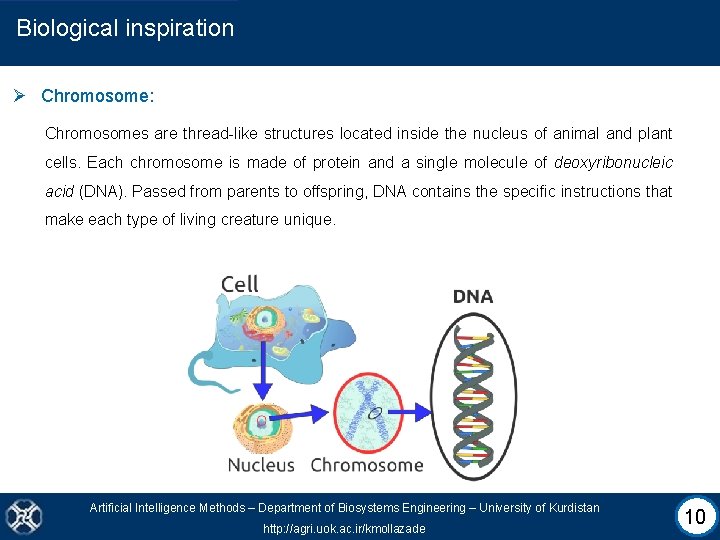 Biological inspiration Ø Chromosome: Chromosomes are thread-like structures located inside the nucleus of animal