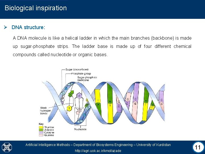 Biological inspiration Ø DNA structure: A DNA molecule is like a helical ladder in