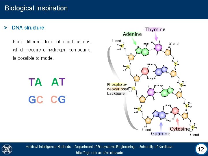 Biological inspiration Ø DNA structure: Four different kind of combinations, which require a hydrogen