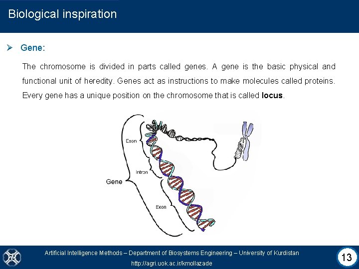 Biological inspiration Ø Gene: The chromosome is divided in parts called genes. A gene