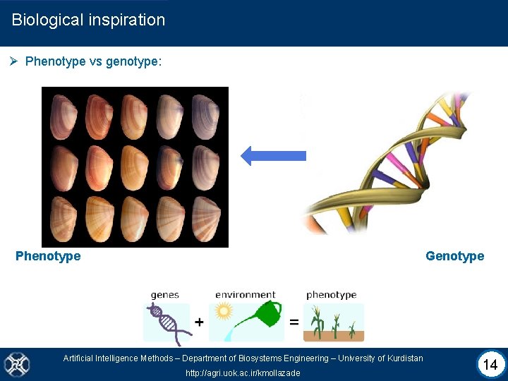 Biological inspiration Ø Phenotype vs genotype: Phenotype Genotype Artificial Intelligence Methods – Department of