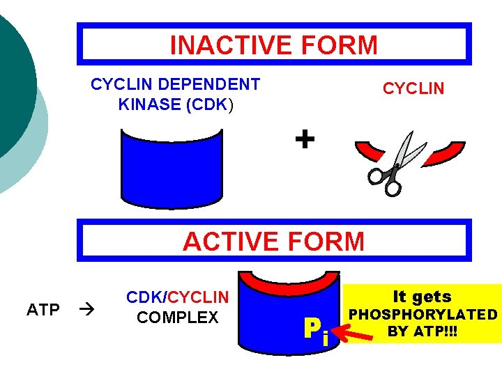 INACTIVE FORM CYCLIN DEPENDENT KINASE (CDK) CYCLIN + ACTIVE FORM ATP CDK/CYCLIN COMPLEX Pi INACTIVE FORM CYCLIN DEPENDENT KINASE (CDK) CYCLIN + ACTIVE FORM ATP CDK/CYCLIN COMPLEX Pi
