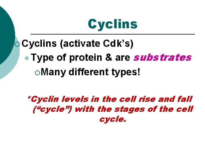Cyclins ¡ Cyclins (activate Cdk’s) l Type of protein & are substrates ¡Many different Cyclins ¡ Cyclins (activate Cdk’s) l Type of protein & are substrates ¡Many different
