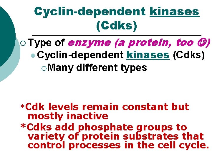 Cyclin-dependent kinases (Cdks) of enzyme (a protein, too ) l Cyclin-dependent kinases (Cdks) ¡Many Cyclin-dependent kinases (Cdks) of enzyme (a protein, too ) l Cyclin-dependent kinases (Cdks) ¡Many